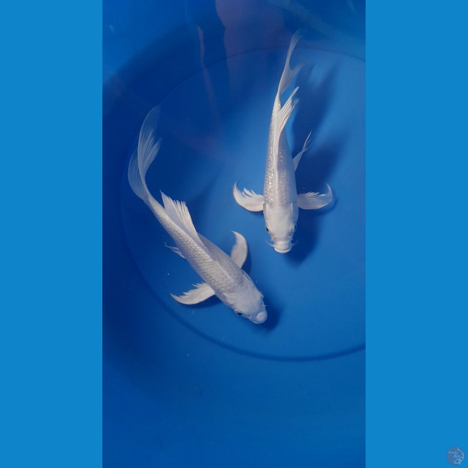 25CM KUMPAY MUKASHI
