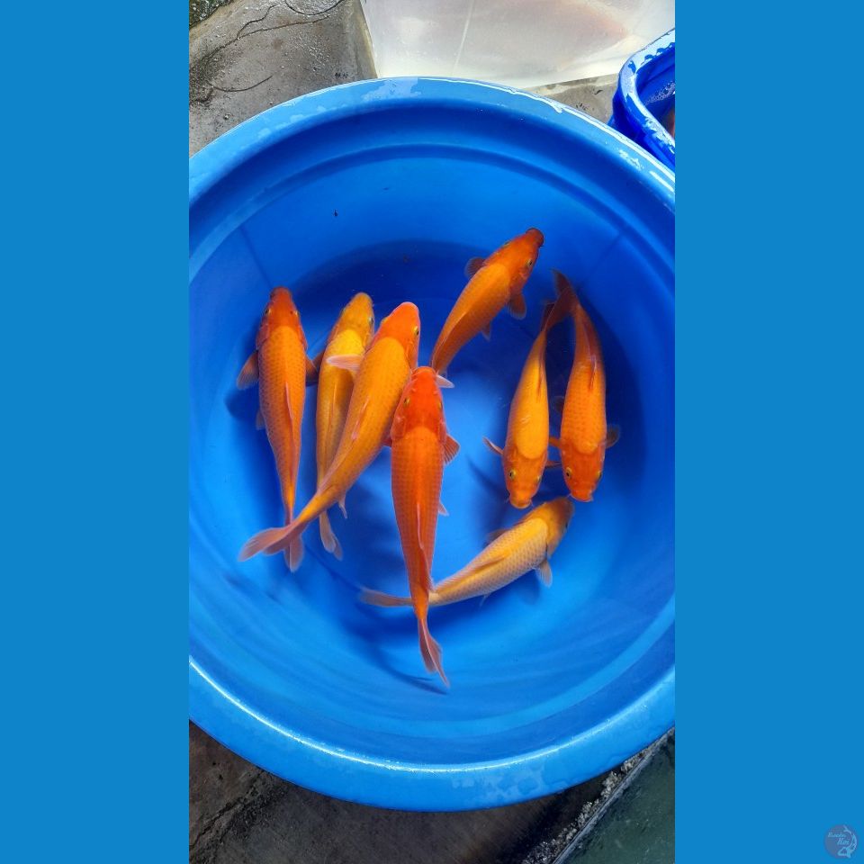 25-31CM RED KARASI