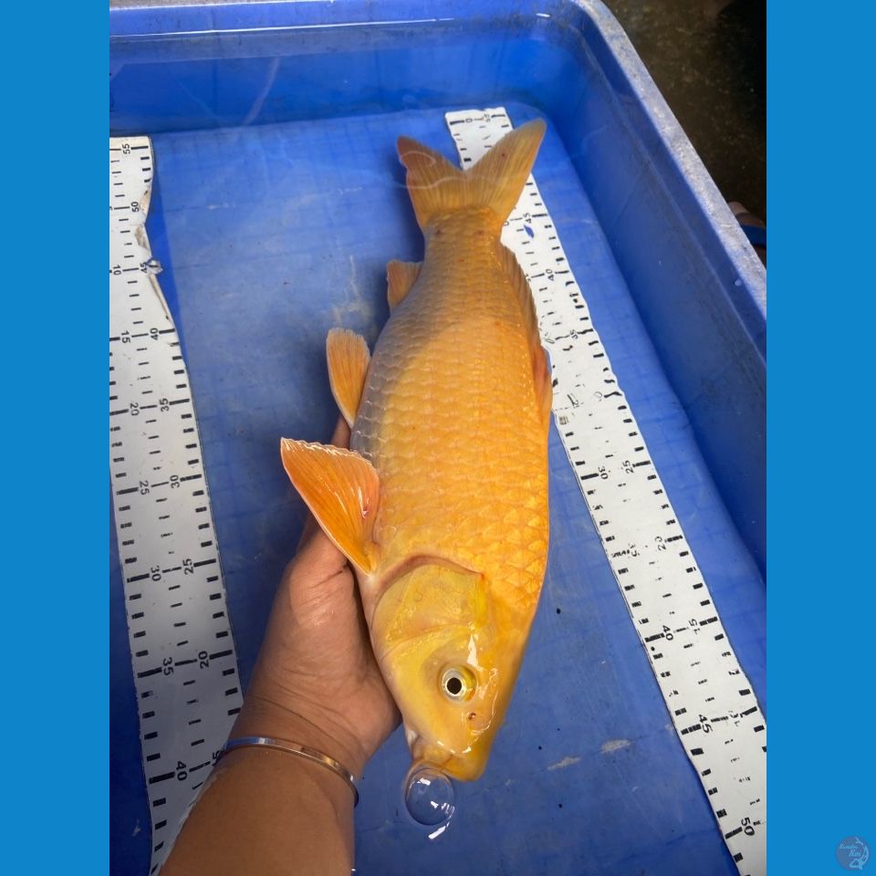 ak7 male karashi 40 punuk