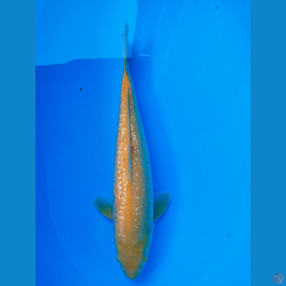karasi MM 44cm jantan