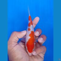 MINION KOHAKU GINRIN SQ ORI 13,5CM