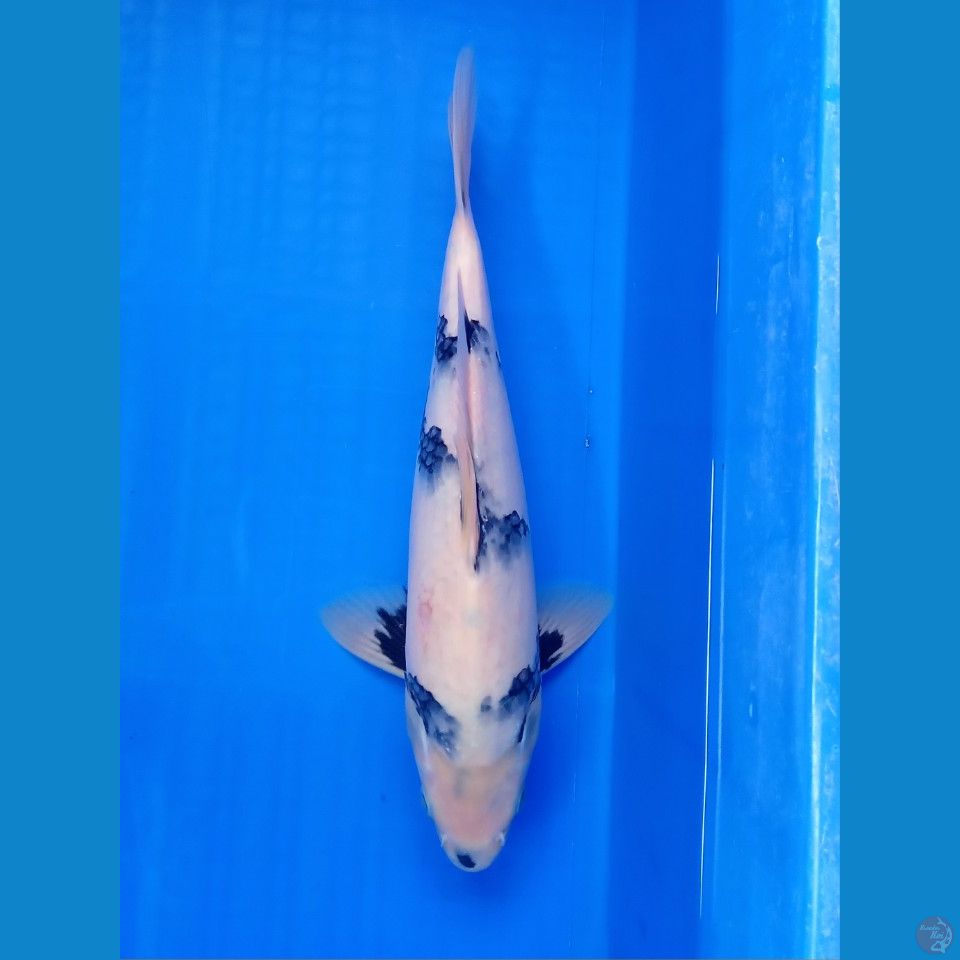 SHIRO TATEGOI PETIR MALE 31CM