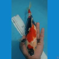 SHOWA 33CM