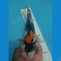 BLACK SHOWA 30CM