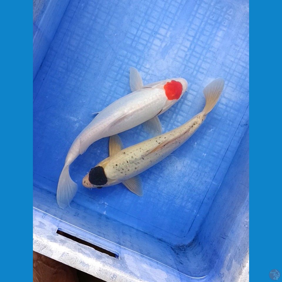Tancho Doitsu sisik 32 cm