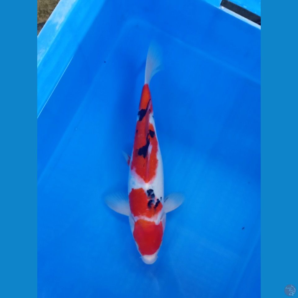 MARUTEN SANKE 35CM