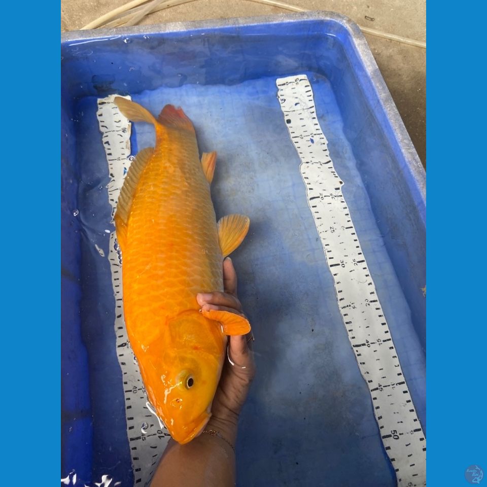 v4- karashi jumbo 47 cm