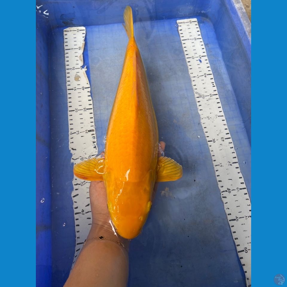 v4 karashi 43 cm