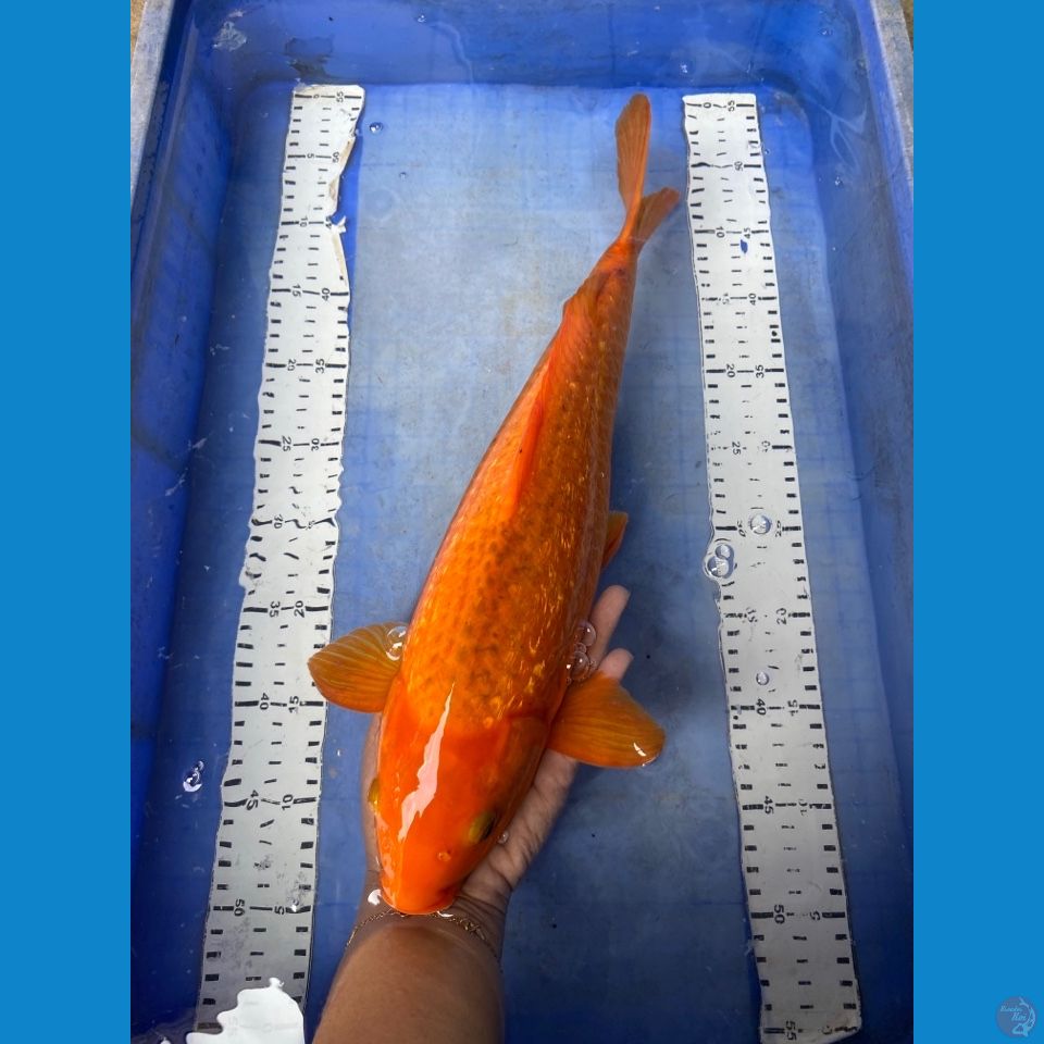 v4 red karashi 44 cm