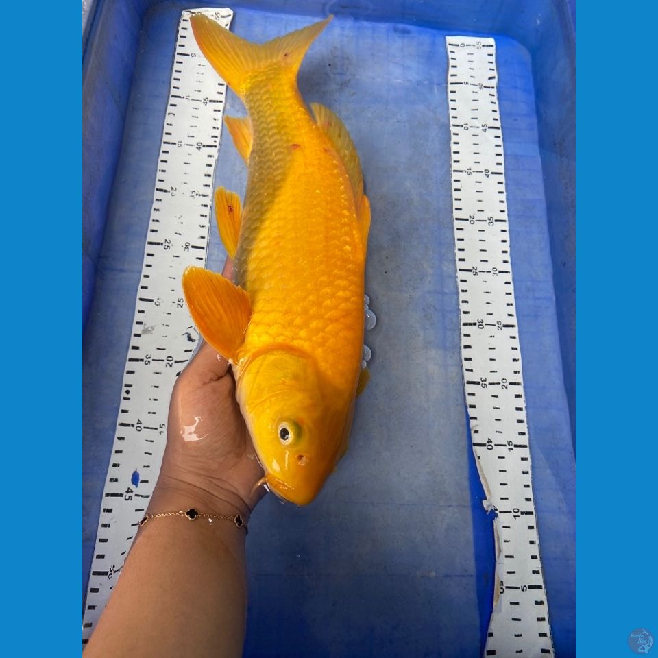 v5 karashi 41 cm jantan