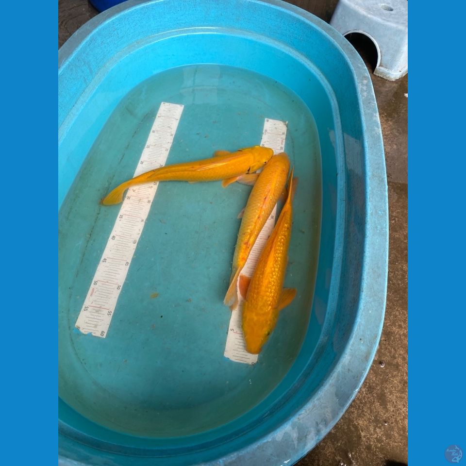 v5 jantan semua 41,41,41