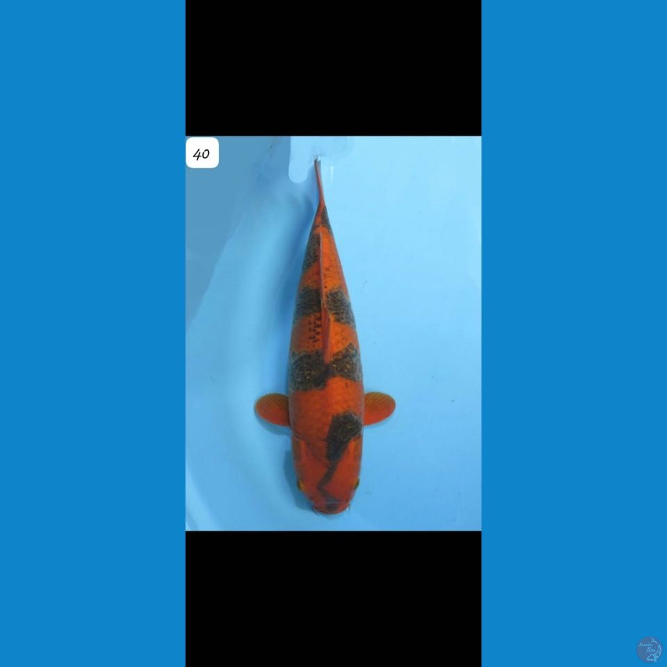 40cm Sabikoyo Jumbo