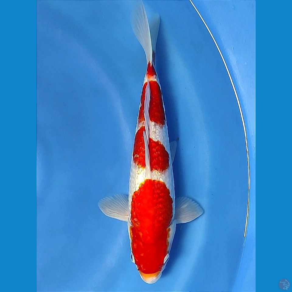 ginrin kohaku 33cm