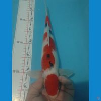 SANKE 35CM