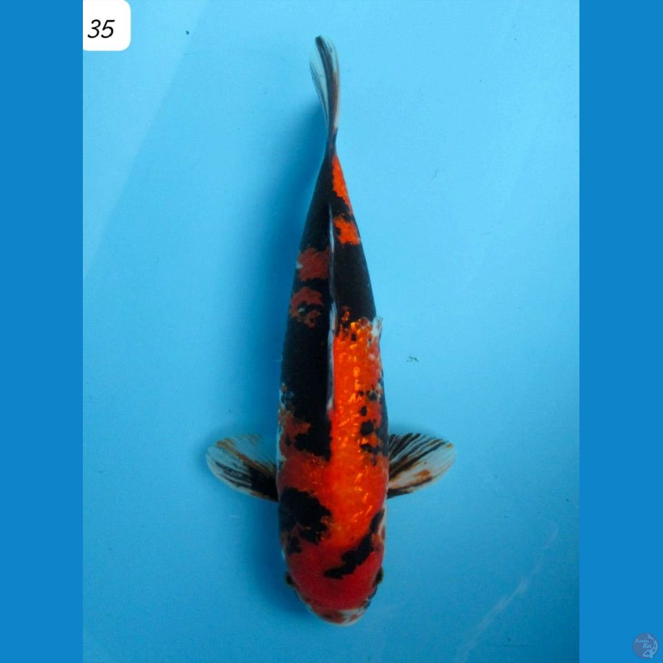 35cm Red Showa Ginrin