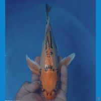KUMPAY 33CM