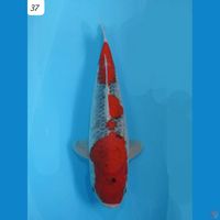 37cm Goshki Racing 