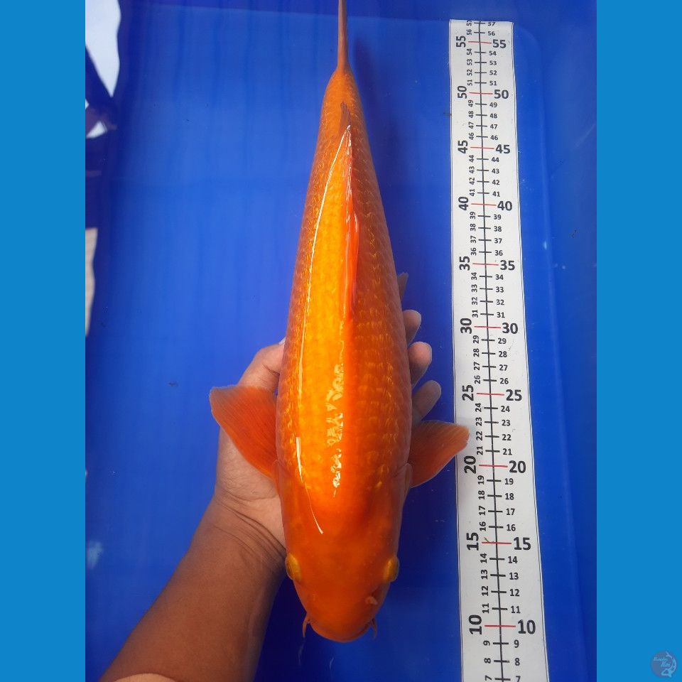 45cm male