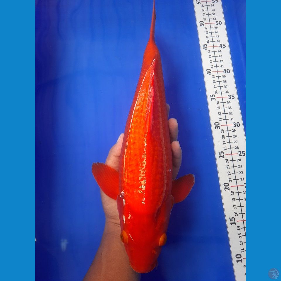 38cm male
