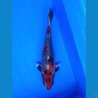 BENI KIKO 27CM