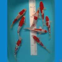 DOITSU 25,27CM