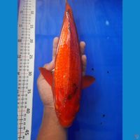 37cm karamel ginrin