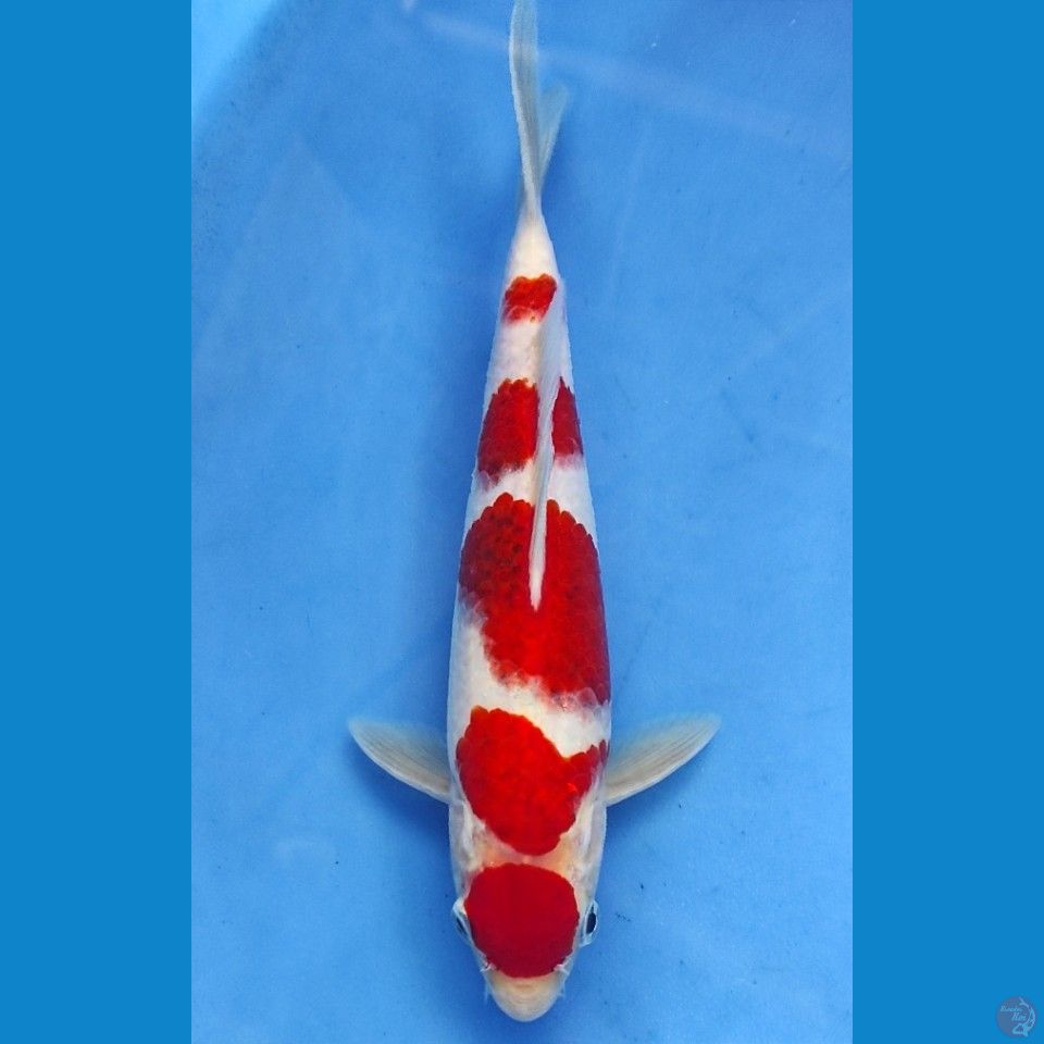 Original Aigo 27cm | Jantan