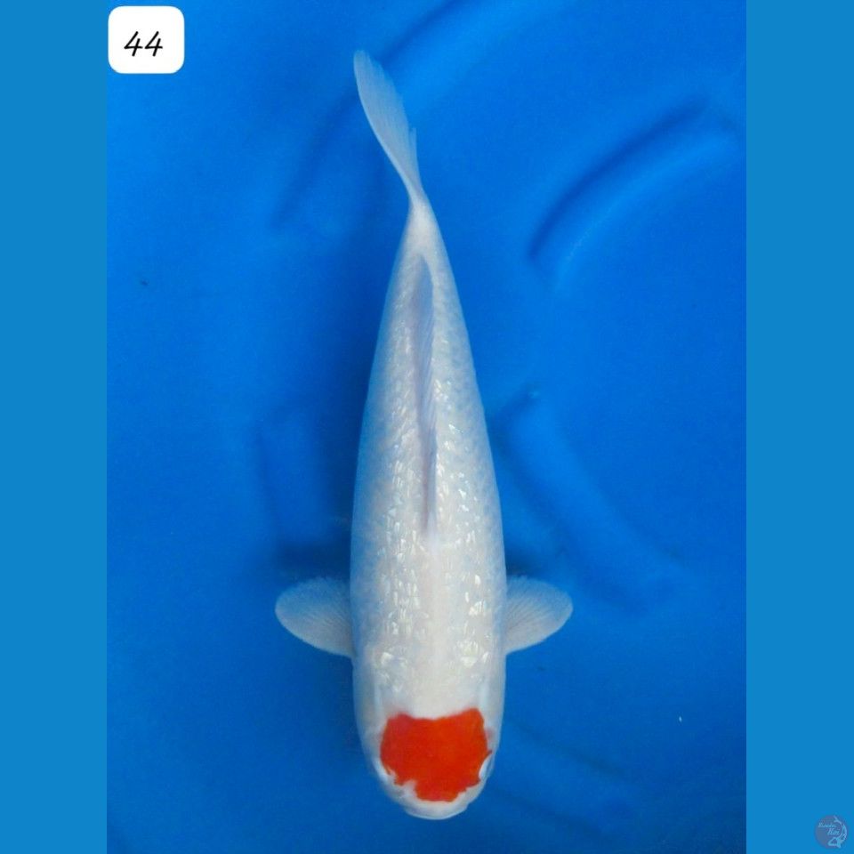44cm Tancho Ginrin Jumbo