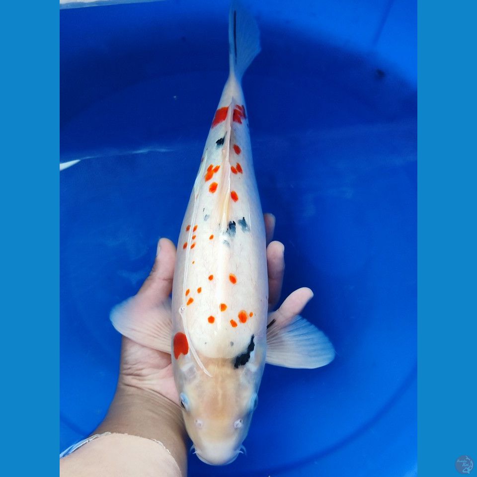 Kanoko Sanke Uniq 40 cm body berpunuk bakat jumbo.
