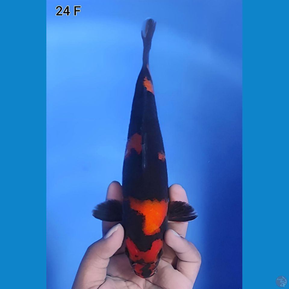Hi Utsuri 24cm Betina
