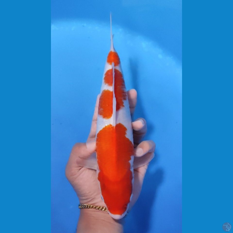 KOHAKU GOOD PATREN 28CM - MALE