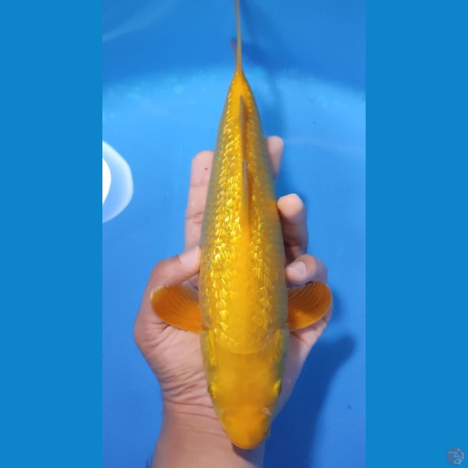 KARASHII GINRIN PADAT 28CM