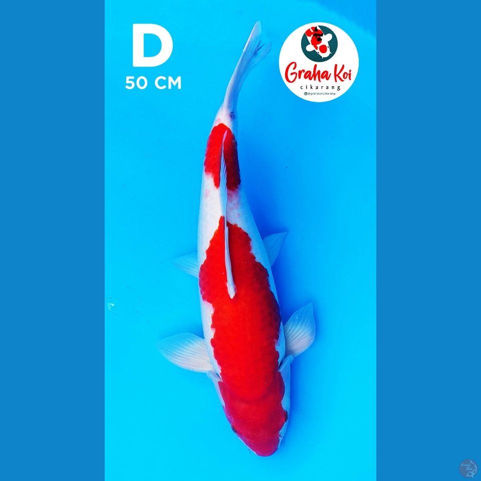 Kohaku Jumbo 50cm