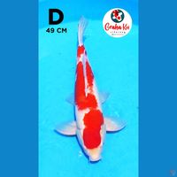 Kohaku jumbo 49cm