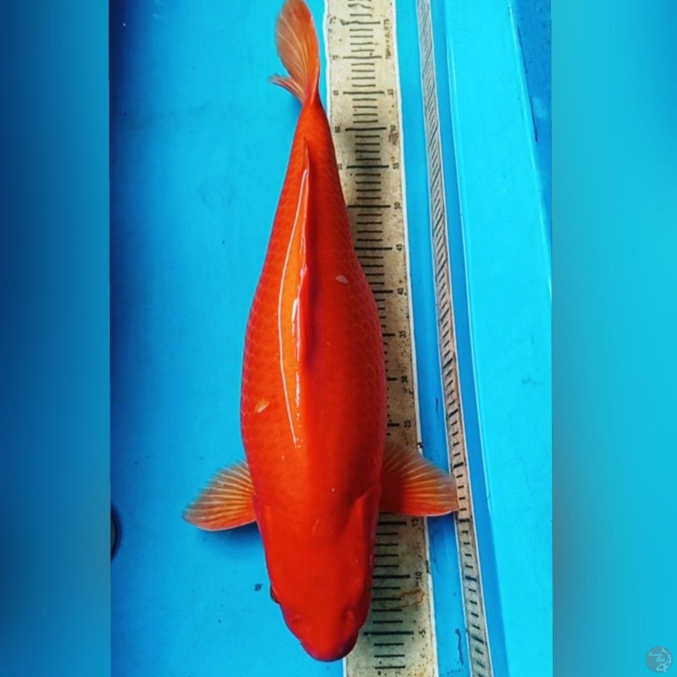 BIG BENIGOII 65CM