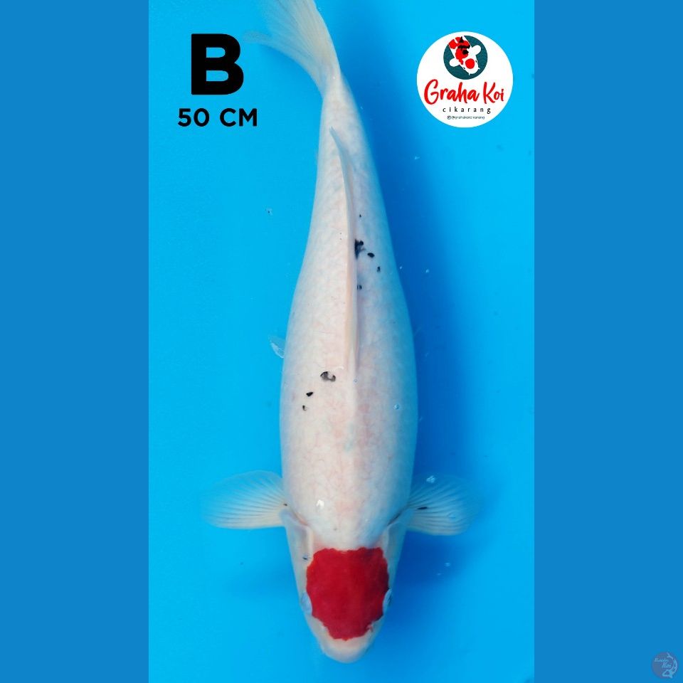 Jumbo Tanco Sanke Tategoi 50cm