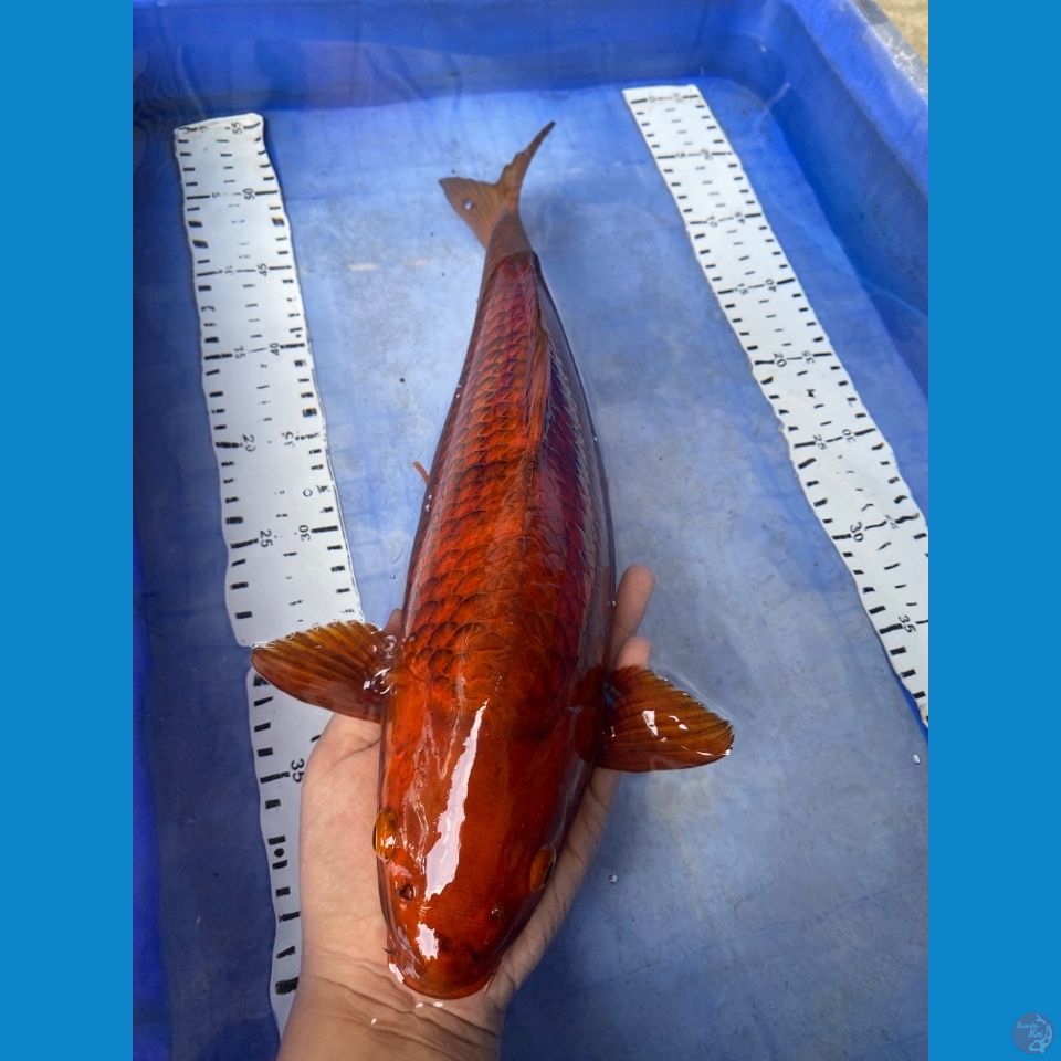 karamel chagoi 39