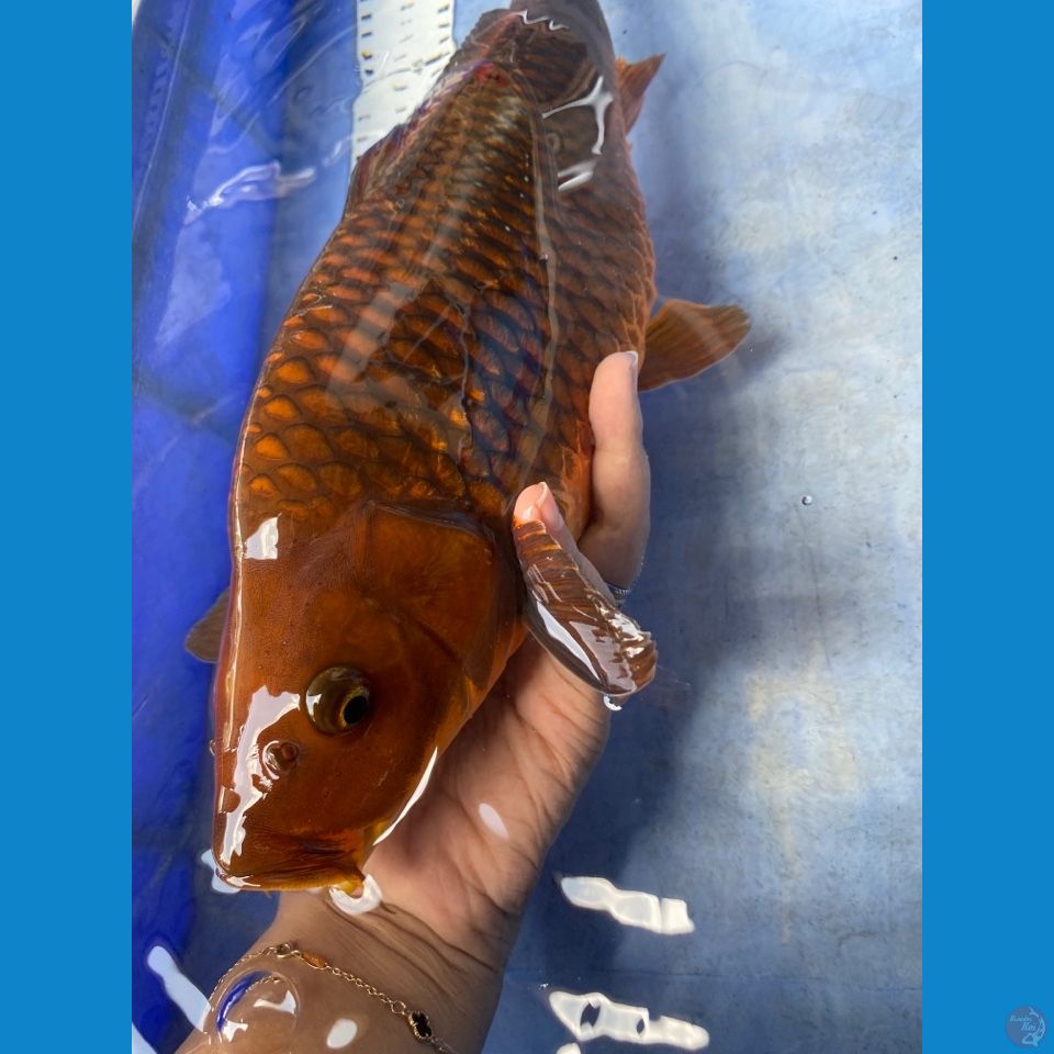 chagoi punuk 40 cm