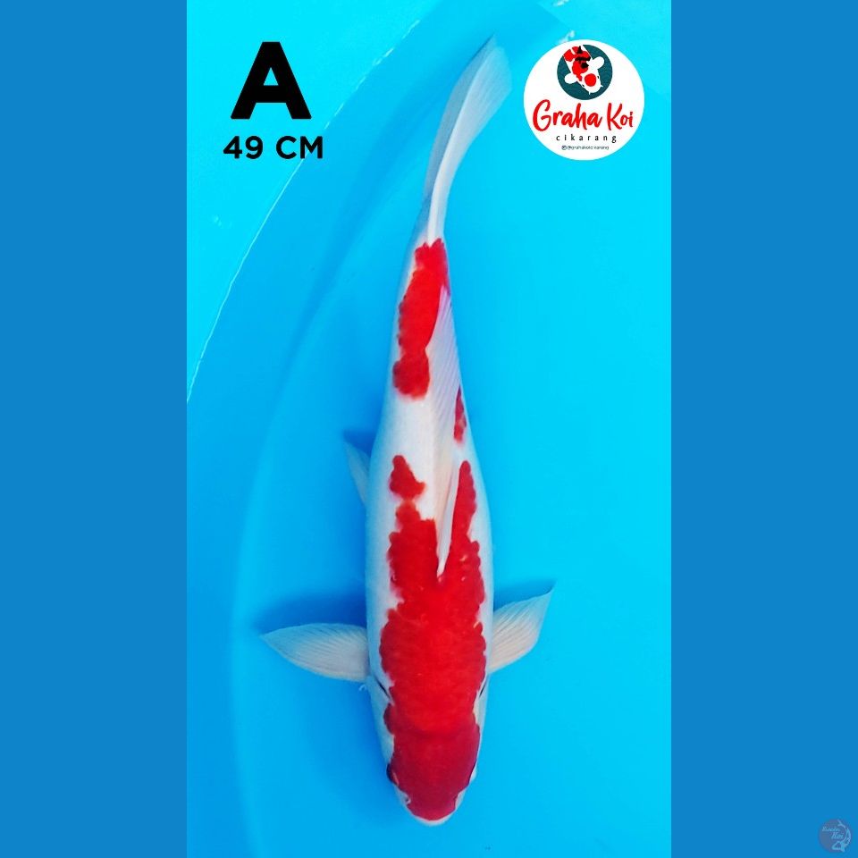 kohaku strong 49cm