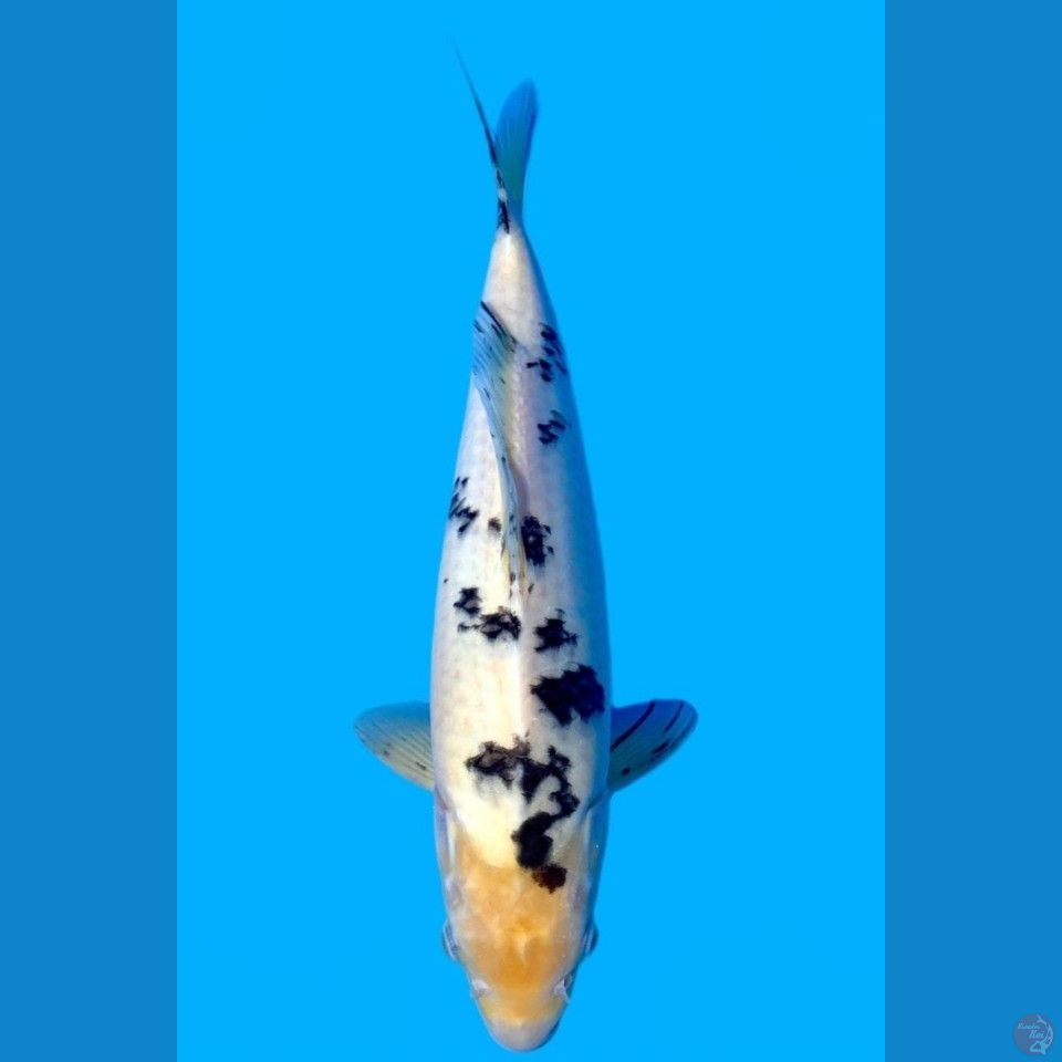 Bekko SQ Import Japan Momotaro Koi Farm 40cm