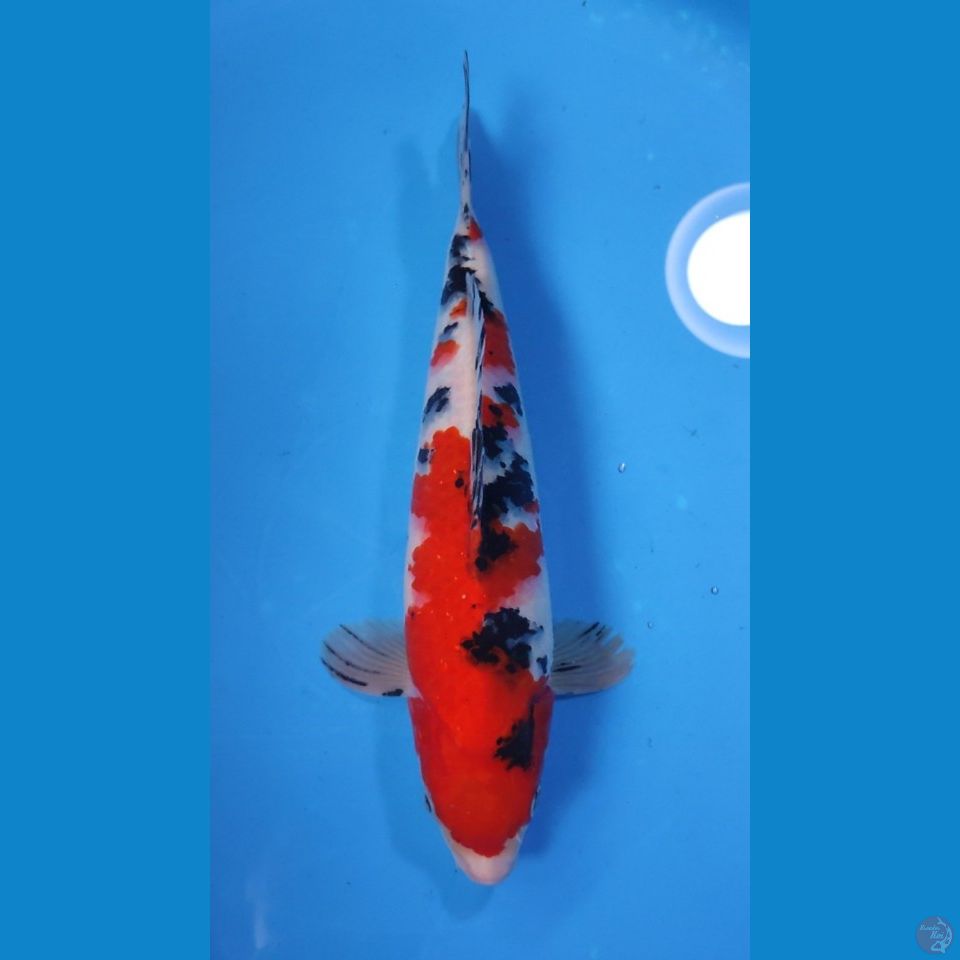 SANKE RED STRONG 30CM - MALE