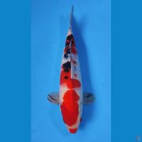 SANKE HQ RED STRONG  30CM - MALE 