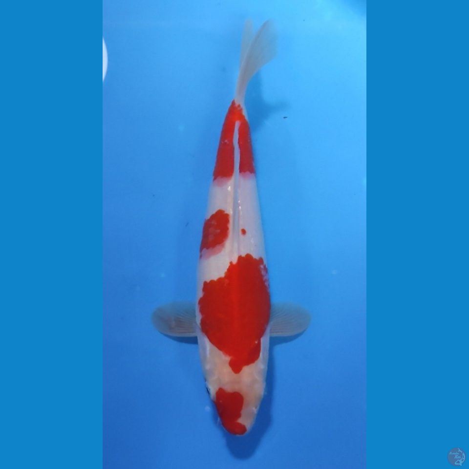 KOHAKU ORIGINAL 27cm - FEEMALE