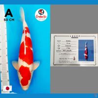 Jumbo Kohaku Strong Import 50cm