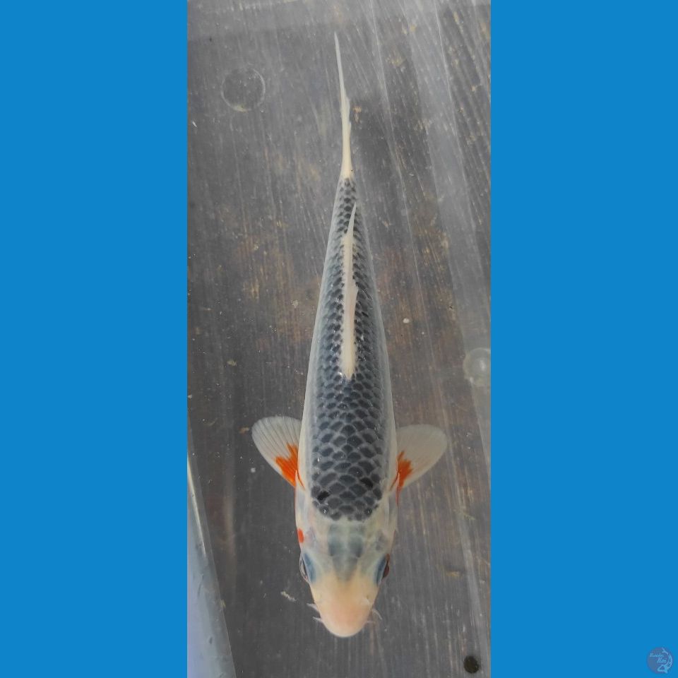 Asagi 15cm