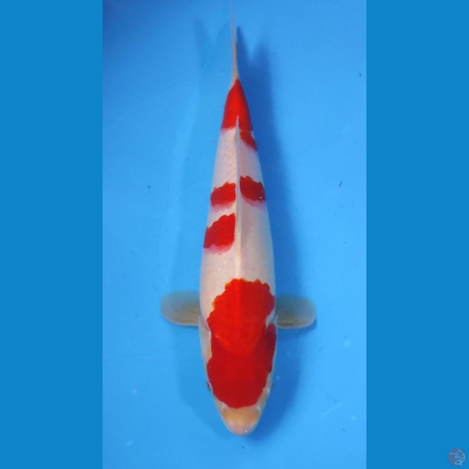 KOHAKU ORIGINAL 30CM - FEEMALE
