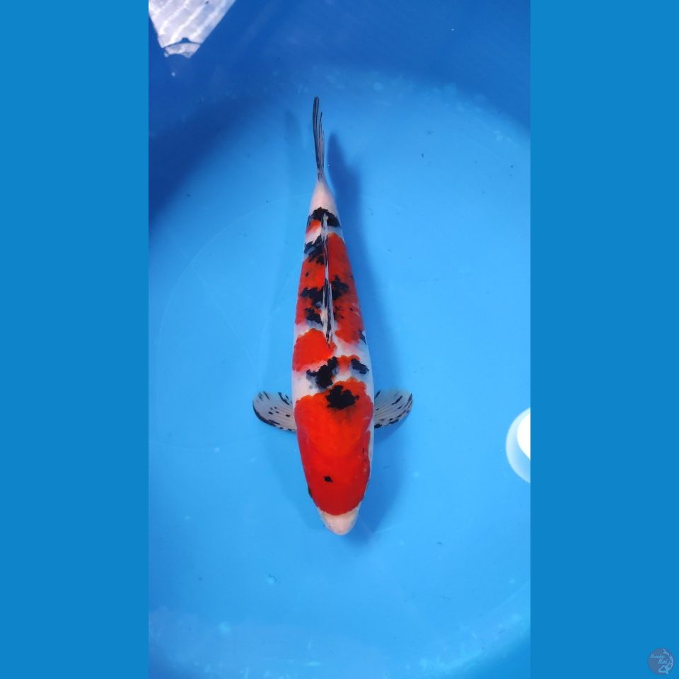 SANKE HQ RED STRONG 33CM - FEEMALE