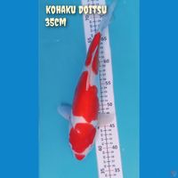 kohaku Doitsu 
