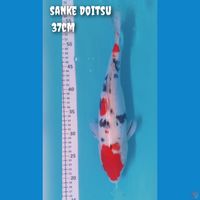 sanke Doitsu Aragoke 