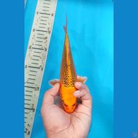 Menyalaa  22 cm